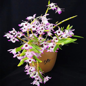 贵州赤水金钗石斛苗盆栽景霍山铁皮大丛新鲜卉绿植室内外种苗基地