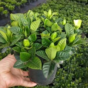 大盆栀子花盆栽桔子花带花苞室内阳台客厅四季花卉植物除甲醛带香