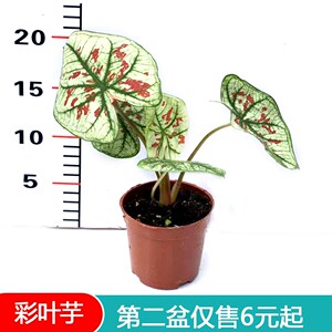 彩叶芋植物茹雪热带雨林室内客厅办公观叶盆栽ins网红趣味北欧风