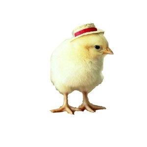 小鸡活宠物不咬人活苗宠物鸡仔易活小芦丁鸡家r养可爱小型笨鸡土