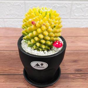 仙人球盆栽迎春锦银春锦人西瓜仙兜无刺球开射花防gmx辐植物室内