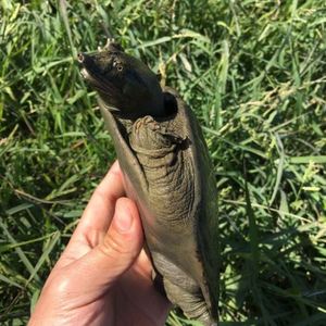 乌鳖黑甲鱼滋补全黑乌鳖苗黑甲鱼团鱼老鳖鲜活送达特价促销