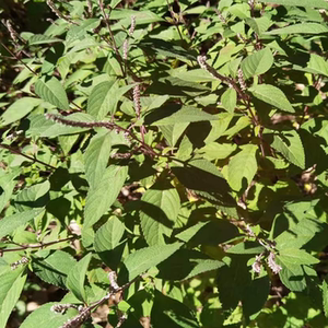 野坝子茶精选云南大理永平食用野生花草茶餐馆烧烤摊凉茶清热持久