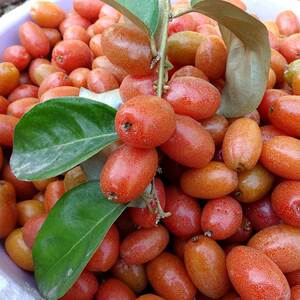 云南临沧永德特产羊奶果现摘现发酸甜牛奶果新鲜孕妇水果整箱2斤