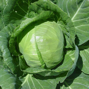 包菜种籽心菜小包菜圆白菜孢子甘蓝雨衣羽衣卷心卷菜菜种子庭蔬