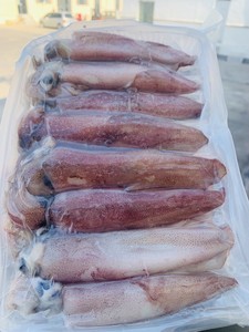 顺丰4斤渤海湾烟台鲜甜火箭蛸笔管鱼无冰白灼烧烤蒜蓉新鲜水海产