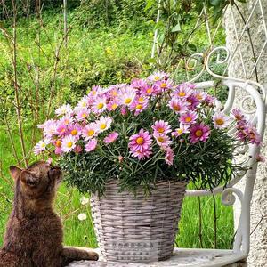 除虫菊粉色 适合春天种的花种子籽四季开花 室外盆栽易活春季播种
