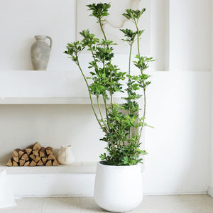 树木盆栽造型鸭脚木盆栽办公室客厅大型绿植北欧风净化空气吸甲醛