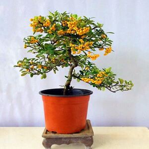 摇钱树满堂红盆景好养易活室内外耐寒观果植物花卉盆栽四季开花