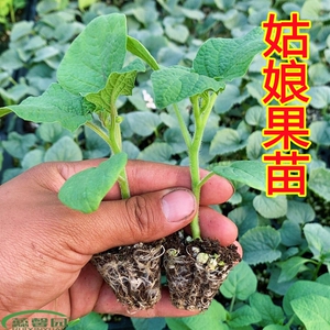 黄姑娘灯笼果苗树