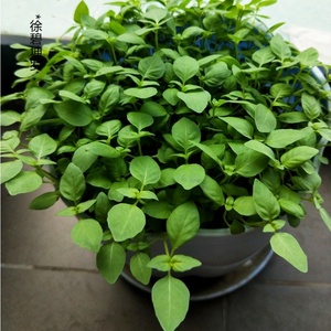 荆芥种子盆栽香草春夏蔬菜种子河南大叶荆芥籽阳台柠檬罗勒秋播种