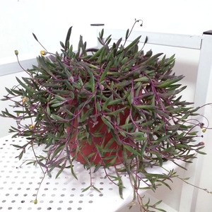 k爆盆月玄花吊兰多肉植物含盆带土发货适合冬季养垂吊.绿植紫卉盆