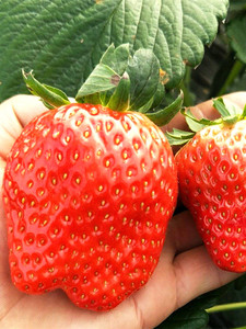 食用奶油大草莓种籽子四季种植室内阳台盆栽水果农家蔬菜草莓种子