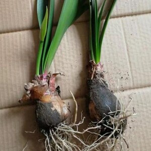 花卉盆栽紫根兰