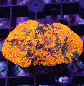 金桔脑橙橘脑片脑龟壳脑菊石脑脑海水活体珊瑚活体海水缸