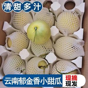 云南郁金香白甜瓜小瓜蜜瓜香瓜脆瓜水果新鲜孕妇10斤当季整箱包邮