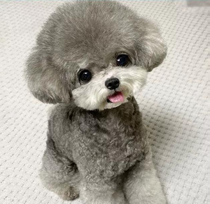 纯种灰泰迪犬幼犬飞耳灰色棕色泰迪贵宾犬小型犬茶杯犬家养宠物狗