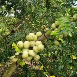 广西嫁接苗油甘果苗果树苗广东橄榄南方种植盆栽耐寒接油地栽潮汕