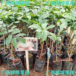 正宗进口嫁接龙宫果苗泰国龙贡果树苗盆栽地栽果树苗种植带土叶苗