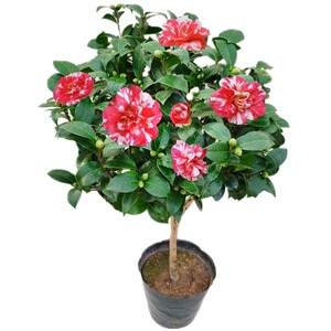 高档花露珍茶花树苗又名花绣球华东经典山茶室内盆栽阳台庭院绿植