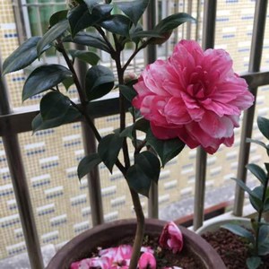 茶花斑丽修