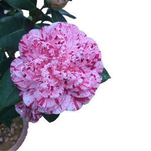 高档【白瑞奇】稀有品种茶花盆栽树苗白瑞琪嫁接山茶四季常绿植物