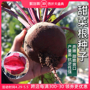 900人付款淘宝四季种籽春季秋冬萝卜种孑红甜菜根种子荷兰艾克生
