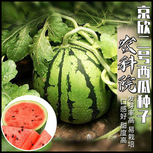 北京农科院京欣西瓜种子京欣二号高甜早熟种籽四季高产大西瓜种孑