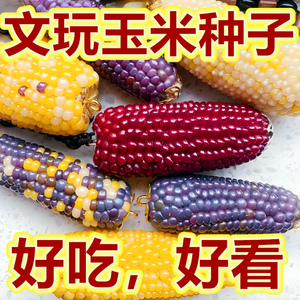 七彩宝石玉米种籽彩色文玩玉米种子春夏季种植可食用糯玉米籽颗粒