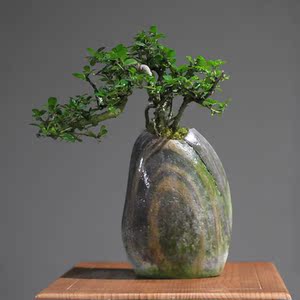 【福建茶盆景.】福建茶盆景.品牌,价格 - 阿里巴巴