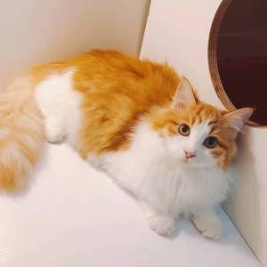 000人付款淘宝山东狮子猫长毛猫咪波斯猫混血鸳鸯眼双蓝眼黑色橘黄