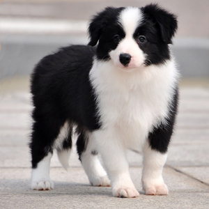 纯种血统边境牧羊犬幼犬 出售 黑白色边牧活体宠物狗七白到位三通