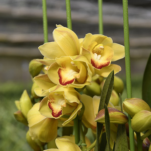 黄金岁月大花蕙兰客厅庭院冬季开花黄色花带花苞多花剑好养易活
