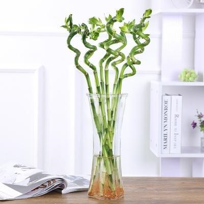 tb5439516818淘宝发财竹子 富贵竹 水养植花卉室内花客厅招财水养