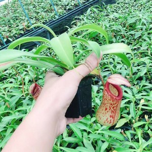 【太平洋猪笼草/葫芦x卓越】食虫植物 食人花 趣味绿x植盆栽 包邮