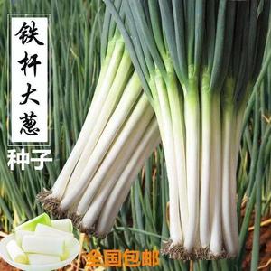 5017人付款淘宝山东章丘大葱种子四季葱葱苗特大蔬菜种籽小香葱孑葱籽