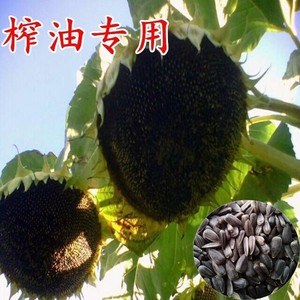 油葵种子美国矮大头油葵种子榨油专用多头向日葵葵花种籽子种植