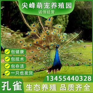 孔雀苗活物公母一对家养观赏宠物鸟孔雀活苗小孔雀仔大型孔雀活体