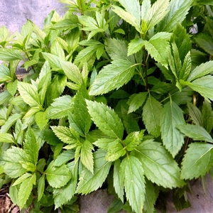 豫东特产 可食用伤力草盆栽苗商力草 香菱草 香草苗 端午清明节