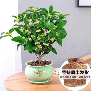 四季桂花浓香型盆栽金桂树苗耐寒室内庭院地栽阳台绿植花卉送肥料