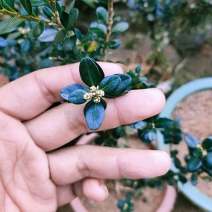 龙鳞黑珍珠黄杨,龙鳞黑珍珠黄杨,皱皮雀舌小叶黄杨