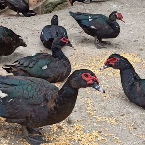 半斤一斤正宗大种黑番鸭半大青年脱温鸭苗正番鸭西洋鸭旱鸭火鸭