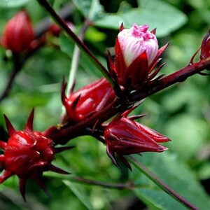 洛神花树苗盆栽四季种易活庭院z阳台绿植玫瑰茄可泡茶饮用红桃k.