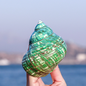 海螺壳天然水族