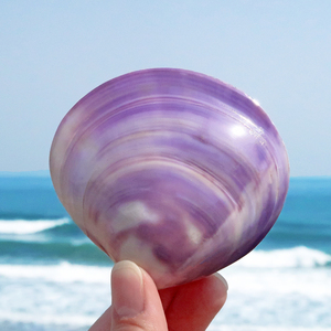 紫蛤贝壳