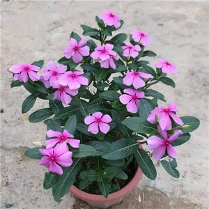 长春花盆栽 五叶梅花苗 四季梅日日春盆栽绿植四季带花发货