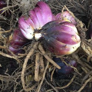 500g种球种子种苗百合花带根新鲜蔬菜食用非野生香水百合3人付款29