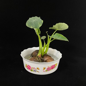 【土培芋头】土培芋头品牌,价格 - 阿里巴巴