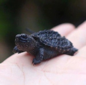 佛鳄爆刺凶猛原种纯佛鳄龟宠物龟k杂佛北美中美拟鳄龟