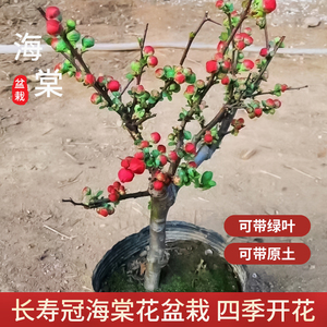 海棠花盆栽树苗重瓣长寿冠海棠花盆景老桩庭院植物室内四季好养